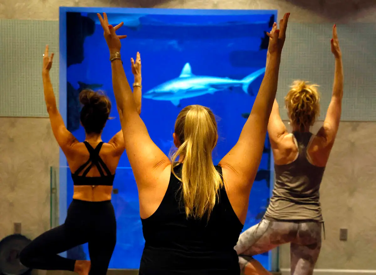 People practice yoga during the first Yoga With Sharks program at Shark Reef on Saturday, Sept. ...
