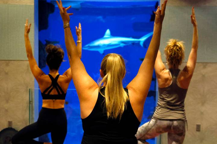 People practice yoga during the first Yoga With Sharks program at Shark Reef on Saturday, Sept. ...
